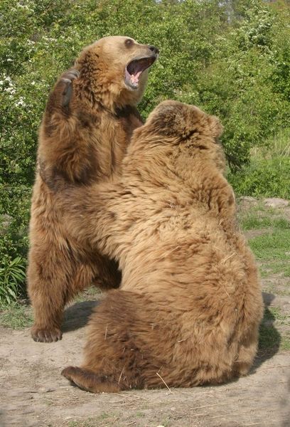 Veresegyházi Medvepark - Medvék